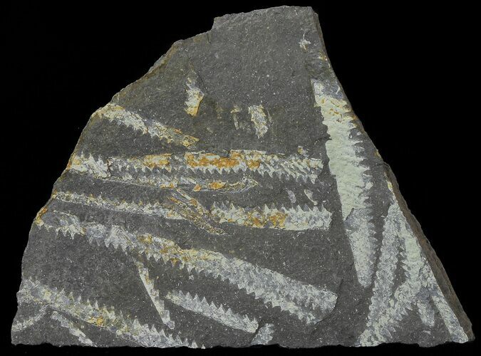 Fossil Graptolites (Didymograptus) - Great Britain #67989